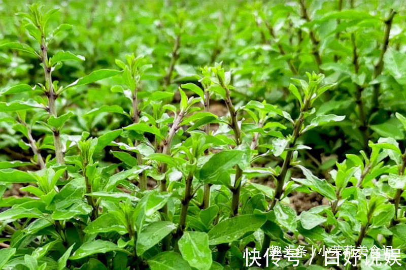 香椿芽|春吃芽，5种“春芽”要多吃，2种“毒芽”可别吃，健康最重要