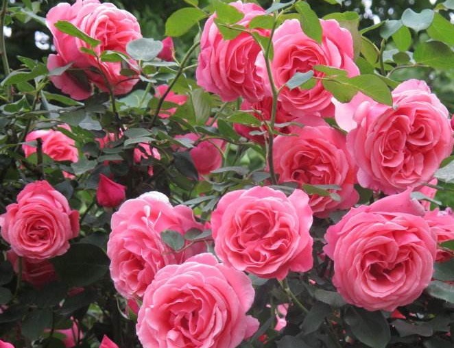 有钱没钱养“它”,比蔷薇花艳,比玫瑰好养,花开上百朵,开90天