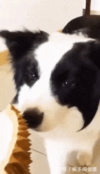 |搞笑GIF趣图:老爷子成功的把榴莲吃出了芥末的味道!