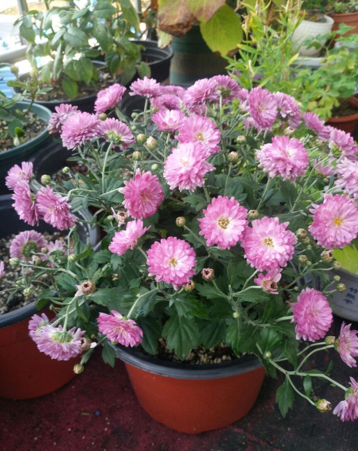 球菊球菊|花朵中的“爆花机器”,初秋正是生长旺季,越“掐”花越多