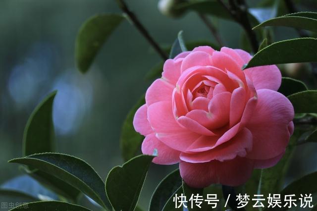 曝光封闭阳台养花的“黑名单”,养活难度大,该放弃就放弃