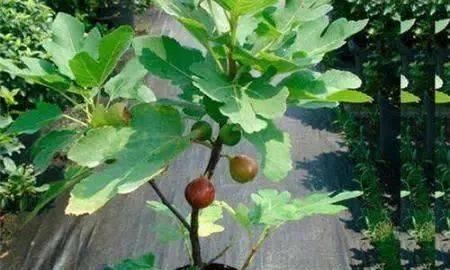 沙质|路边“3种树”,见了掰个枝,插盆就生根,做成盆景,寓意吉祥