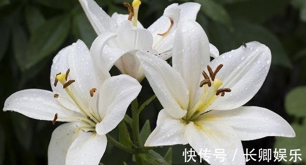 百合花养护“5步走”,花朵硕大高雅,花开爆盆,满屋飘香