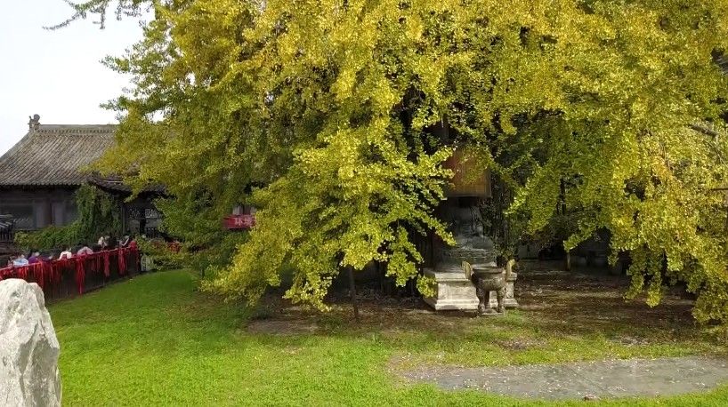 古观音禅寺|西安这里将进入最佳观赏期，持续20多天！速来