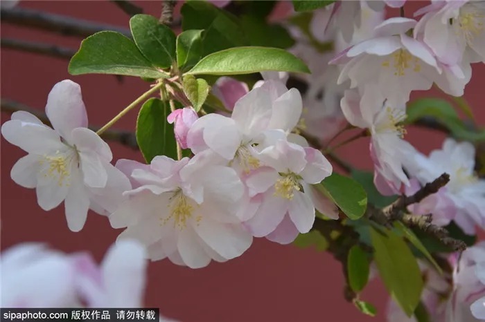 抓紧！这类花再不去看，一阵大风就明年见了！本周还可以去北京这些地方!