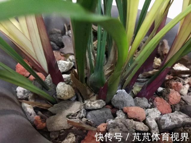 花友|养君子兰虎尾兰，扒点土反而疯长，1个月蹿出10个芽