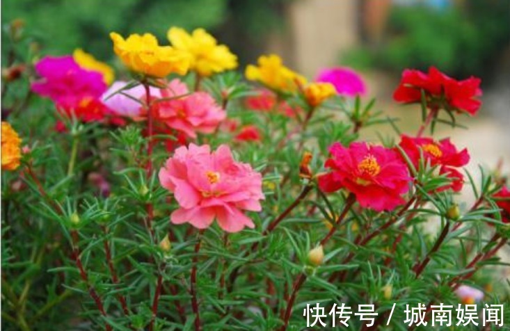 家里养上“3种花”，直接变成“百花园”，高雅艳丽，美不胜收！
