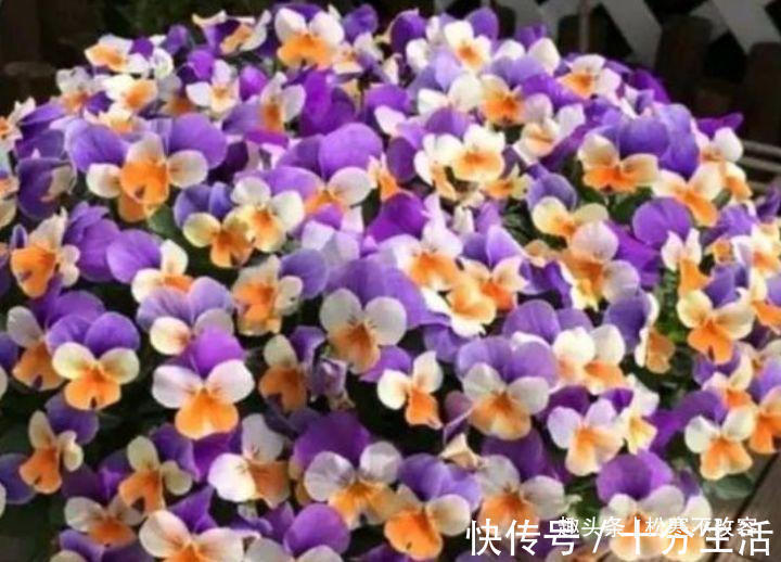 聪明人都养几种花，花大服盆快，沾点水就疯长，开花勤还爱爆盆