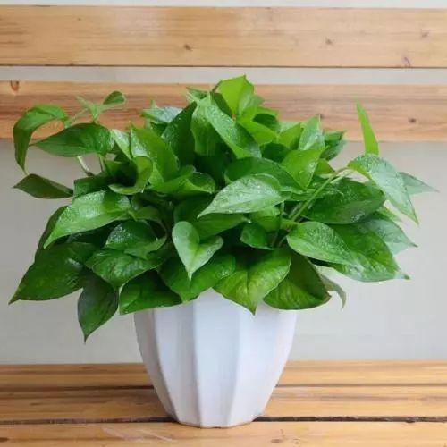 虎尾兰|这些植物放在洗手间,不用管理都能长得很好,还祛除异味