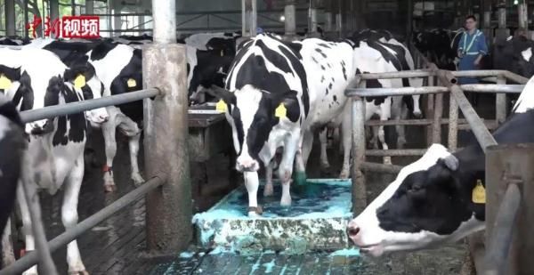 修蹄|啥？奶牛也需要“美甲”？