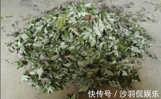 熏艾|艾草用打火机烧一烧,活了30年才知道,真的超厉害