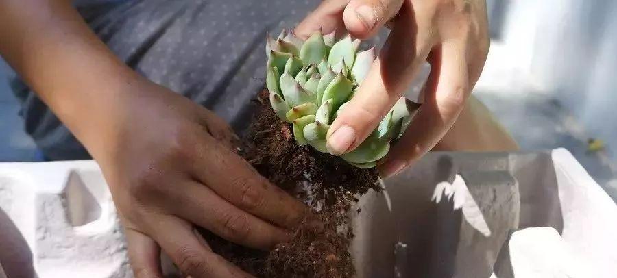多肉修剪技巧，剪1根长1盆，再也不用在外面买了，划算