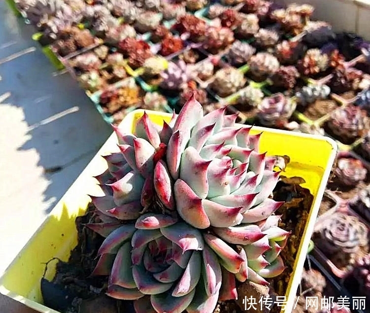 照这样“控养”下去,多肉要美成精了!像精灵一样的美的多肉