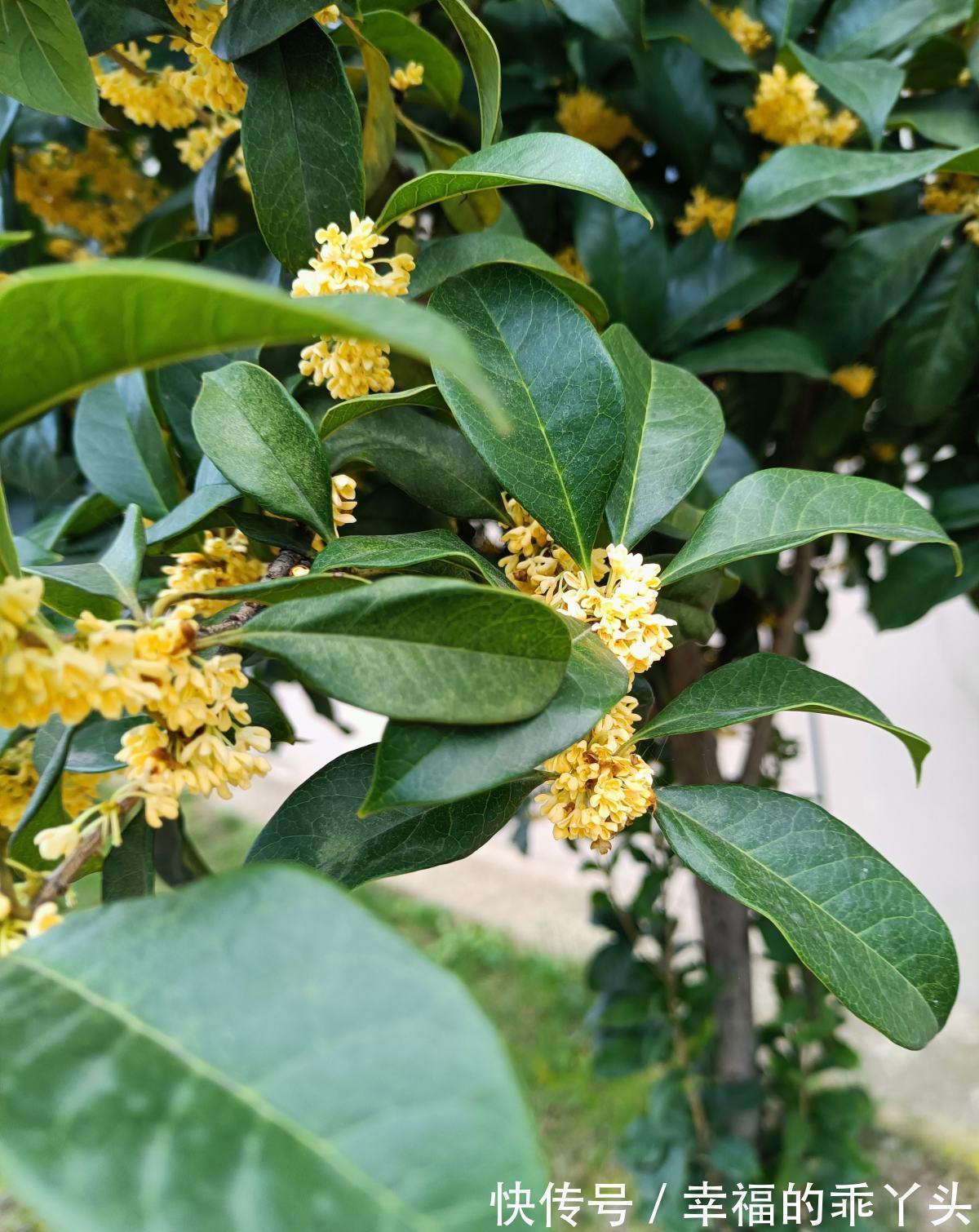 门前栽桂花长成“贵人树”