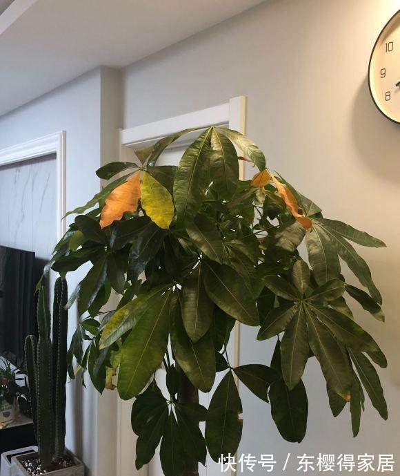 养花通用大法,“干养根,湿养叶”,能满足这1点,不愁养不好