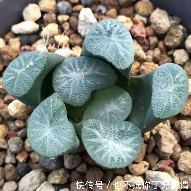 龟甲牡丹|世界上最名贵的花,一盆就是一座房子!