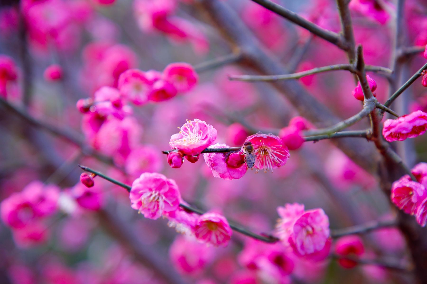 百花|每日一景｜婺源梦里老家，惊鸿一现百花开