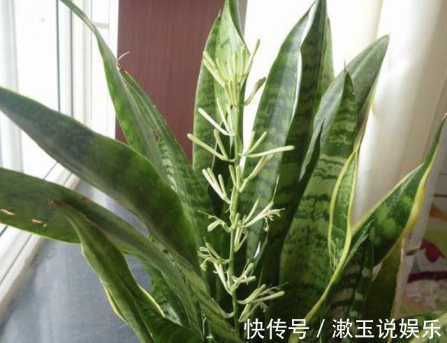 根系|春天虎皮兰不见长用上“1招”，根系窜满盆，2年长到1米高！