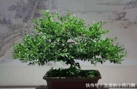 聪明人喜欢“2绿植”，养人还旺财，枝条变老后，就成“镇家宝”！