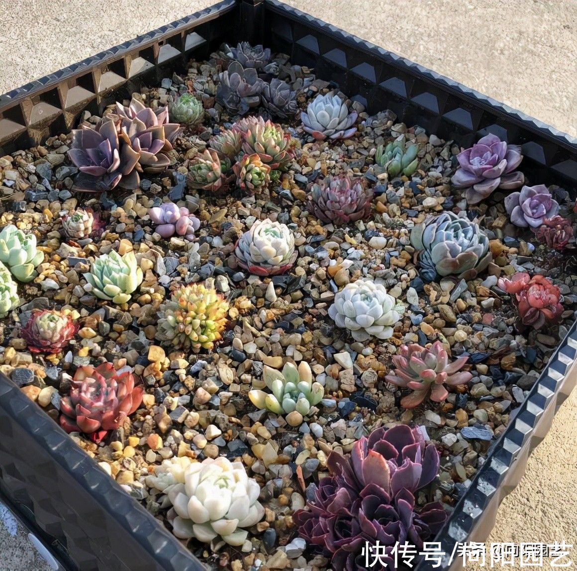 多肉配土，搞清楚颗粒土，泥炭土，不懂不要乱配，吃大亏的