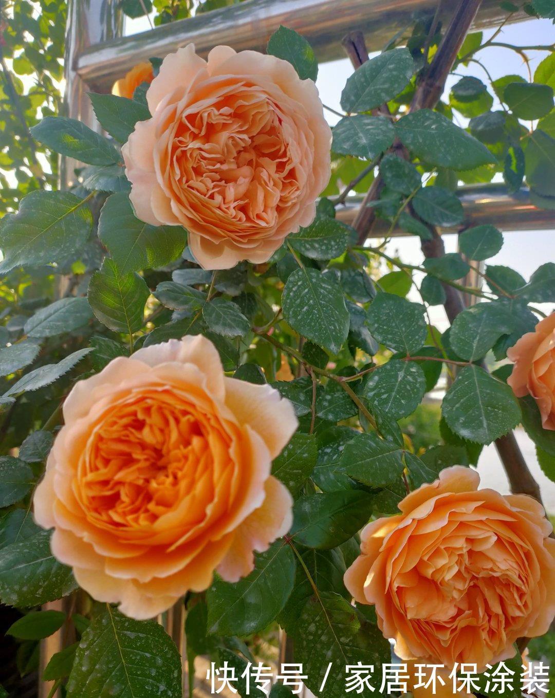 温度|月季服盆慢,满足“三要求”,“快速缓苗”,三周冒出一堆大白根