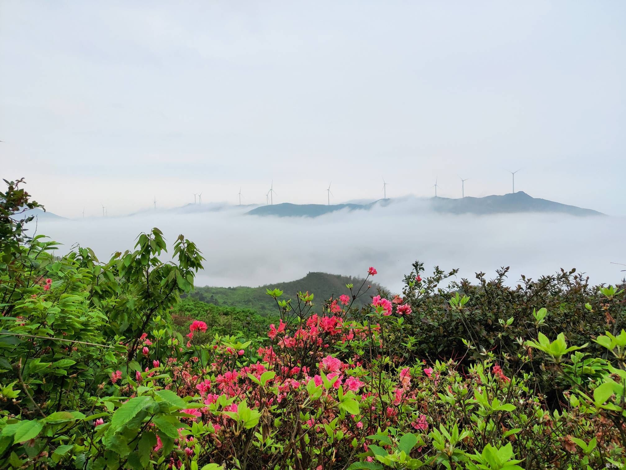 忙里再偷闲 升华山上看杜鹃