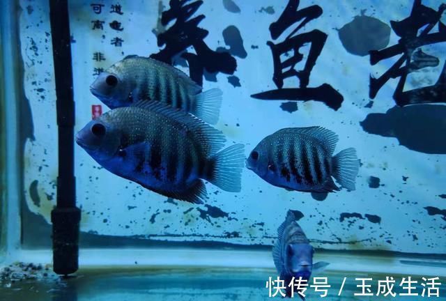 新手养鱼,会有一个非常统一的举动,不知道你有没有?