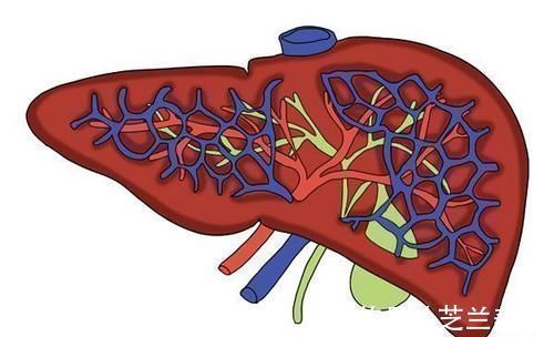 肠道|便秘最“怕”的一种水,聪明的人每天喝点,排光宿便,减掉大肚子