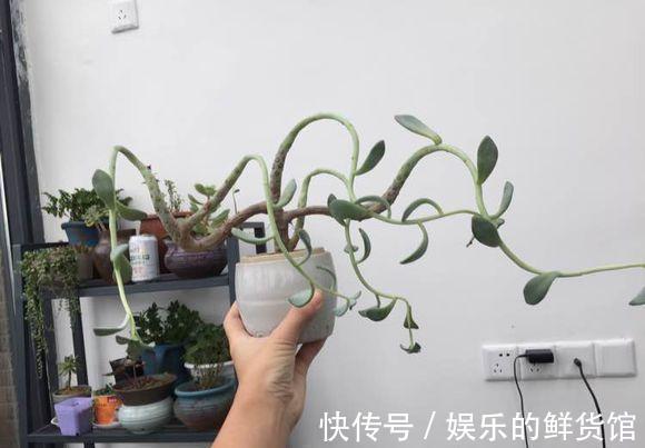 多肉长残的照片，看一次笑一次，根治各种抑郁