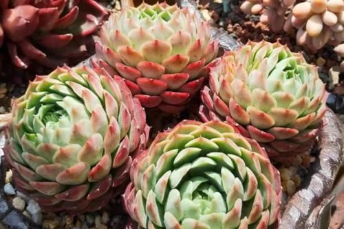 小包子|为什么从云南等地网购的多肉开始很紧致，但养着养着就散开了呢？