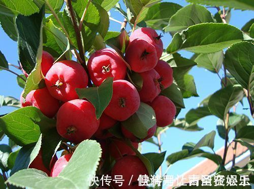 海棠|小时候爱吃的野果,现在成了路边的绿化树,果子无人问津