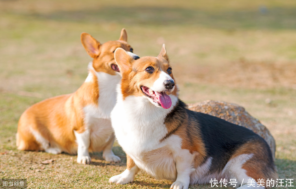 柯基肠胃弱到什么程度