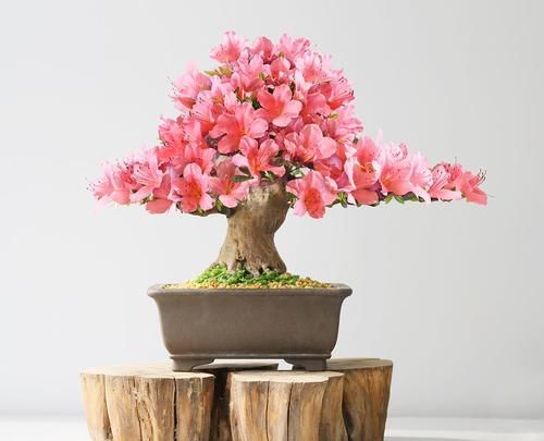 叶子|茶花和杜鹃花有“四怕三要”，弄清楚，叶子就不会发黄掉落了