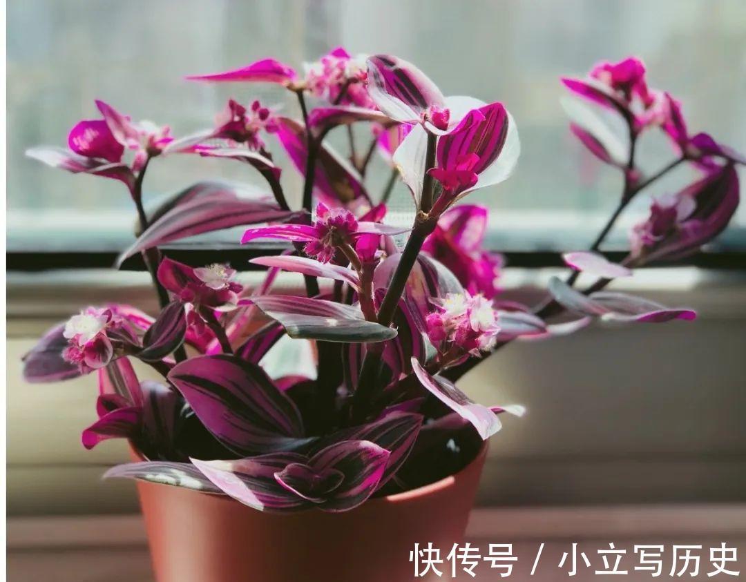 吊兰&油画婚礼吊兰养护,感受油画的世界体味绚丽斑斓的色彩