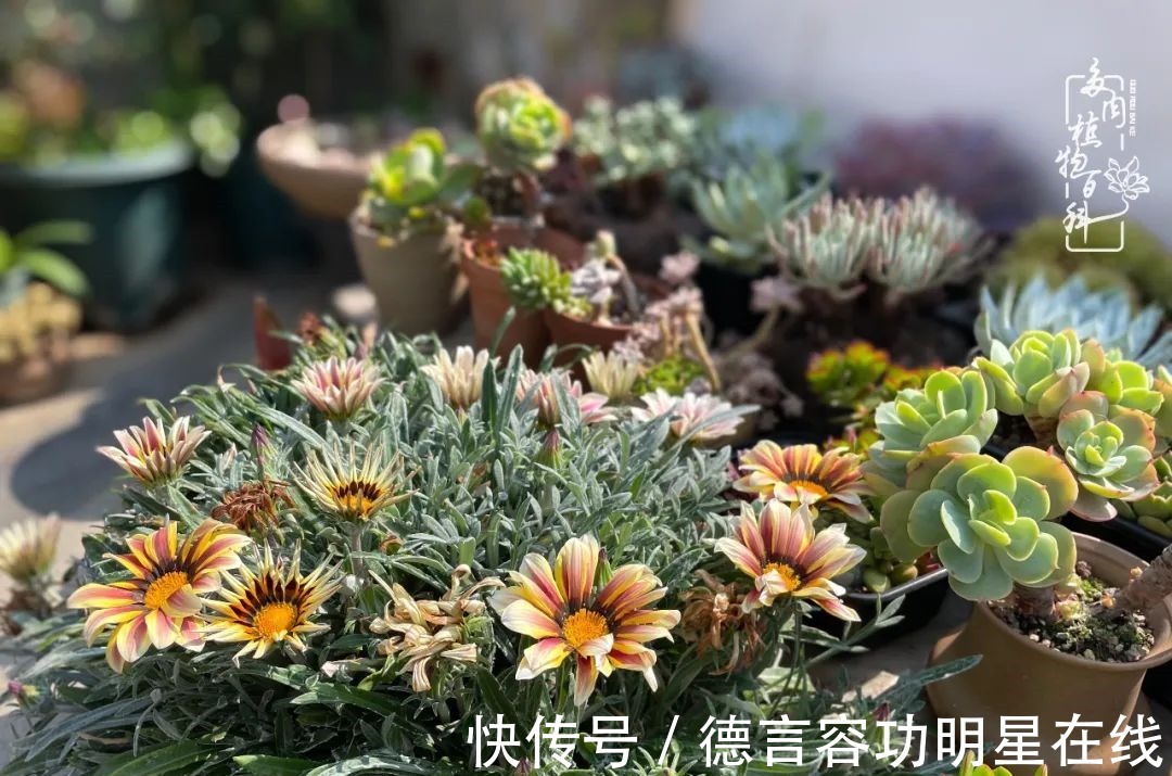 最美四月天,去杨姐的屋顶花园,赴一场花约!