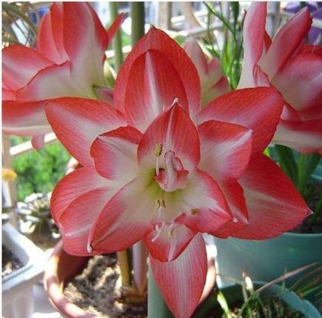 盆栽|最受欢迎的3种花,开花艳丽,惹人喜爱,看一眼就忘不了!