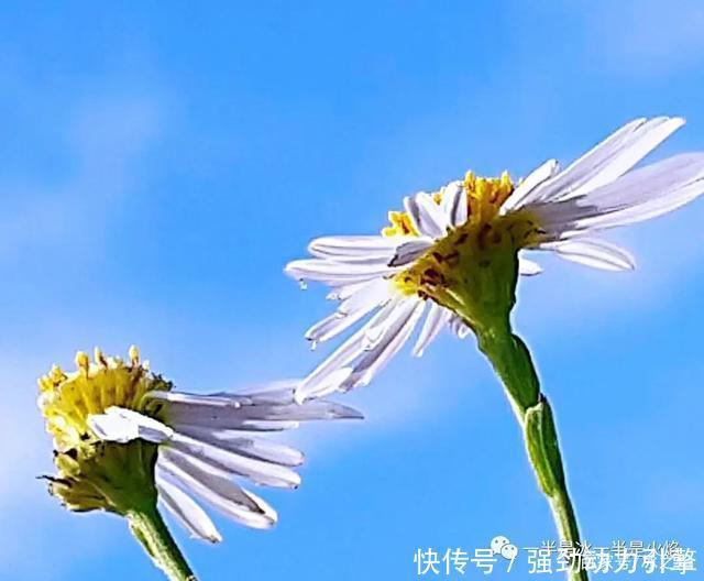 秋日|散文诗秋日小语