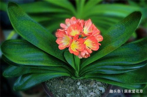 养君子兰,花盆里埋上10粒它,3个月蹿出4片新叶,开花50朵