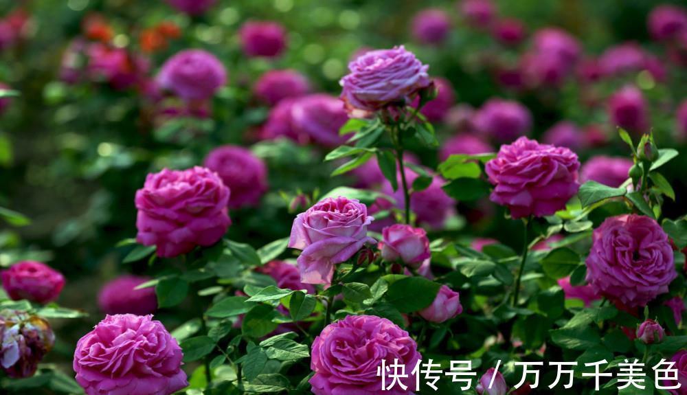 地方|月季养不好,问题多出在这几个地方,不信就趁早试试