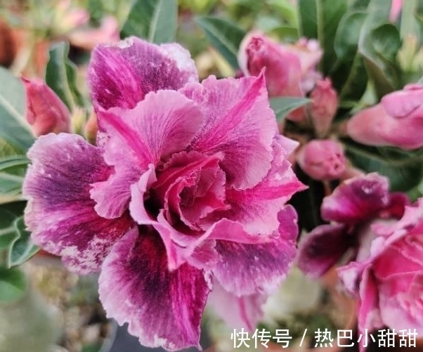 农历9月初7寒露后,养什么花?以下3种花,财源广进富贵吉祥