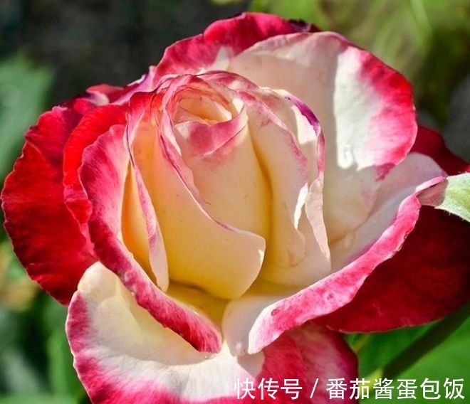 此款花卉,好养易爆盆,五颜六色开不停,家里变花海!