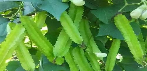 美容养颜|想一直年轻，适合吃几种好食物，美容养颜、安神助眠，促进消化