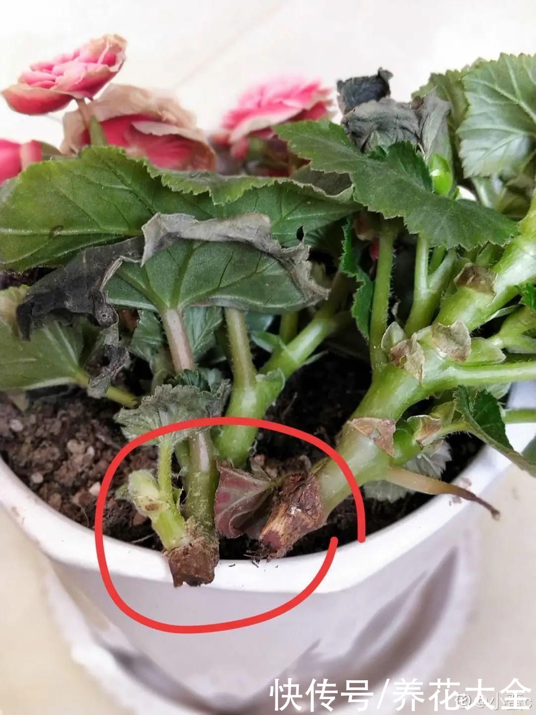 天热了，8种花要休眠，要少浇水