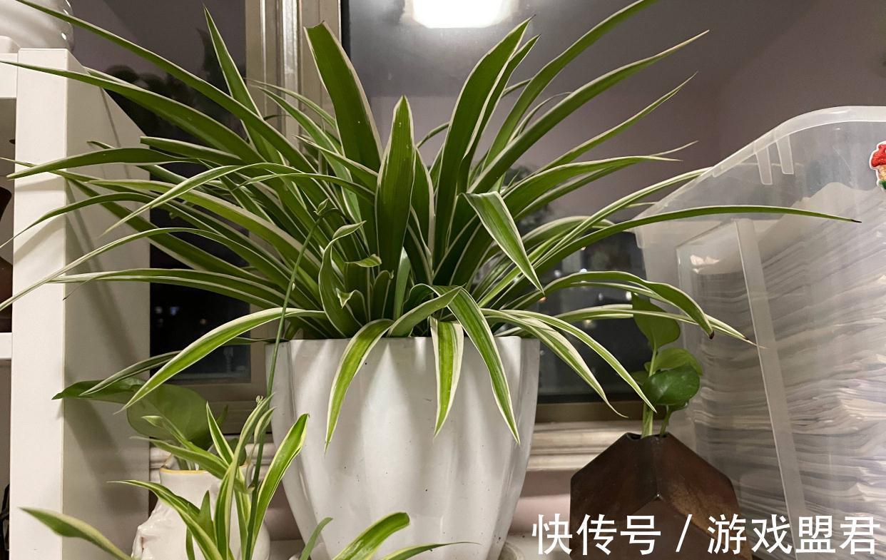 养好吊兰,3个方面不能少,郁郁葱葱、小吊兰很多、能开花