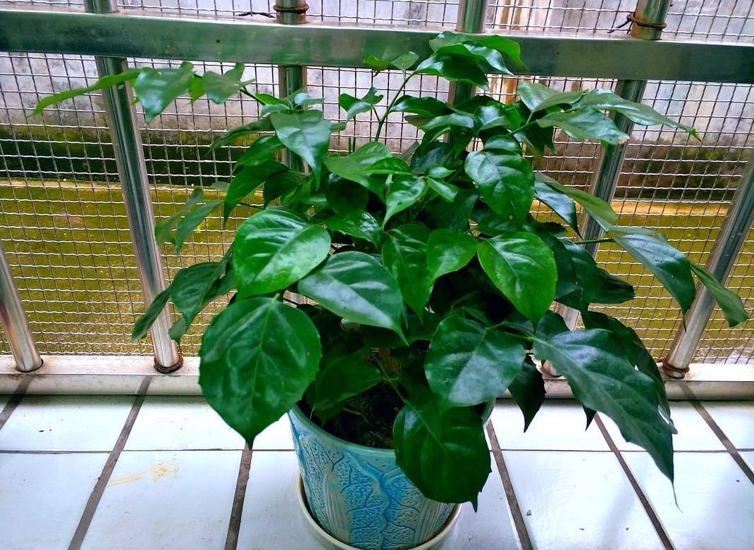 喜欢养花,就养几种寓意好的植物,送礼家养两不误