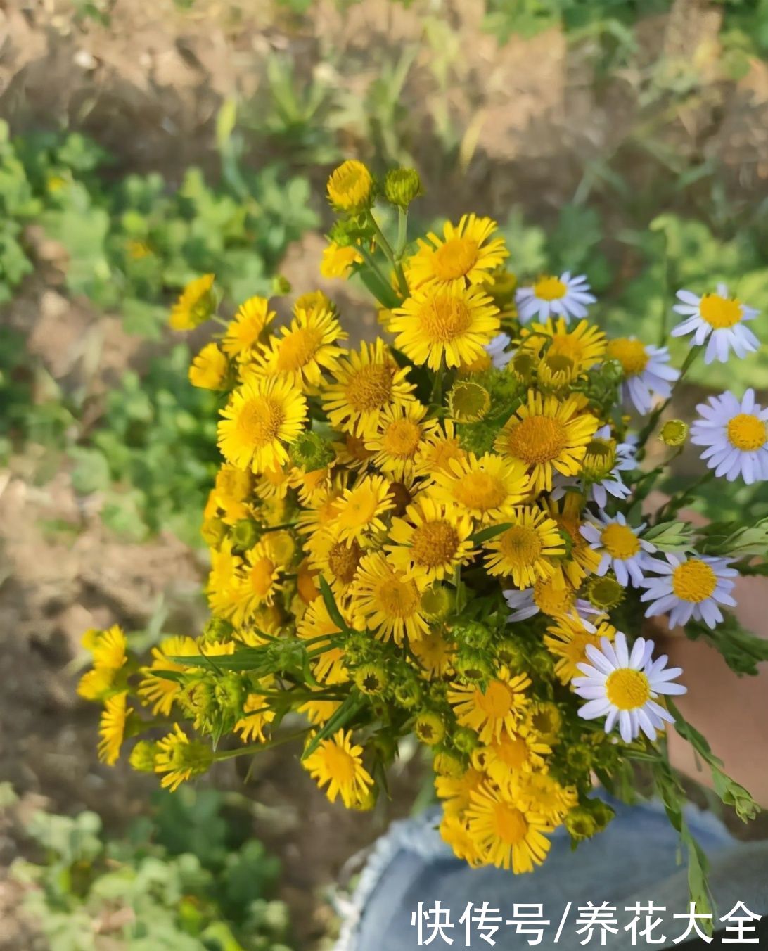 这些小野花春天开得正美，下次见到挖一颗，再也不用买花了