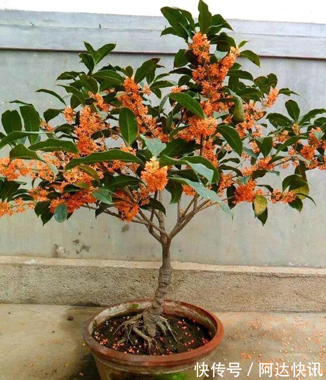 罗汉松|6种“吉祥树”,有地方建议种一棵,能吃能观赏,旺财镇宅样样行