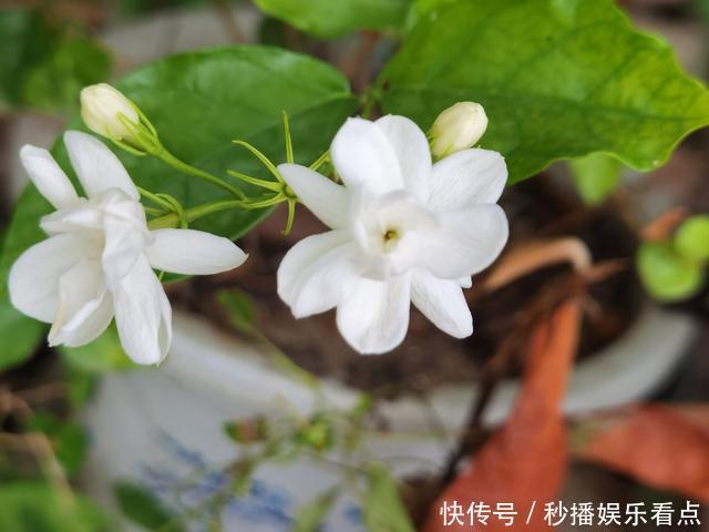 秋冬季节买花，3种花先别买了，入手后也后悔