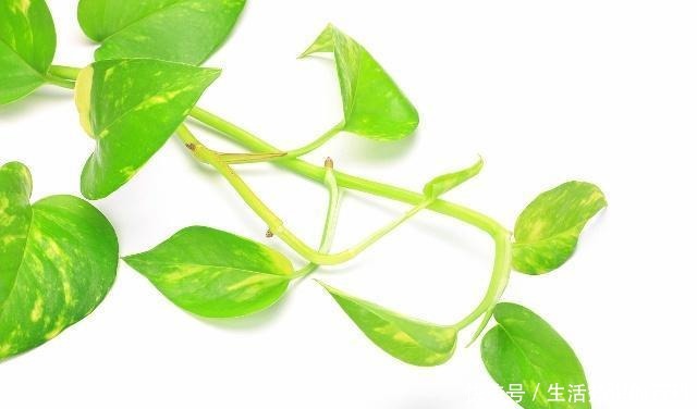 绿萝这样剪一刀,藤蔓数量翻倍,60天长成“绿瀑布”!