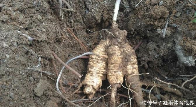 山胡萝卜|此为“山海螺”,若长在你家乡,请少挖些,答应我,因为太珍贵了